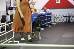 IMG_4078-scaled