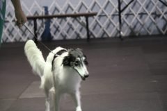 IMG_4184-scaled