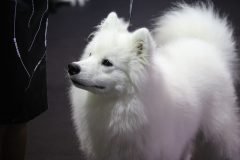 IMG_4940-scaled