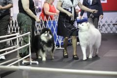 IMG_4953-scaled