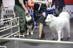 IMG_4954-scaled
