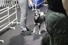 IMG_4956-scaled