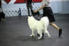 IMG_4964-scaled
