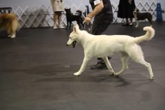 IMG_5235-scaled