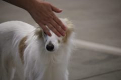 IMG_6900-1-scaled